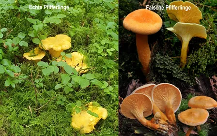 Echter Pfifferling vs. Falscher Pfifferling image