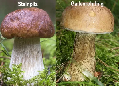 Steinpilz vs. Gallenröhrling image